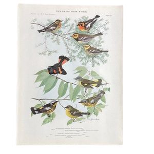 🖤5/$25 vintage  warbler birds magnolia orange yellow  warblers print